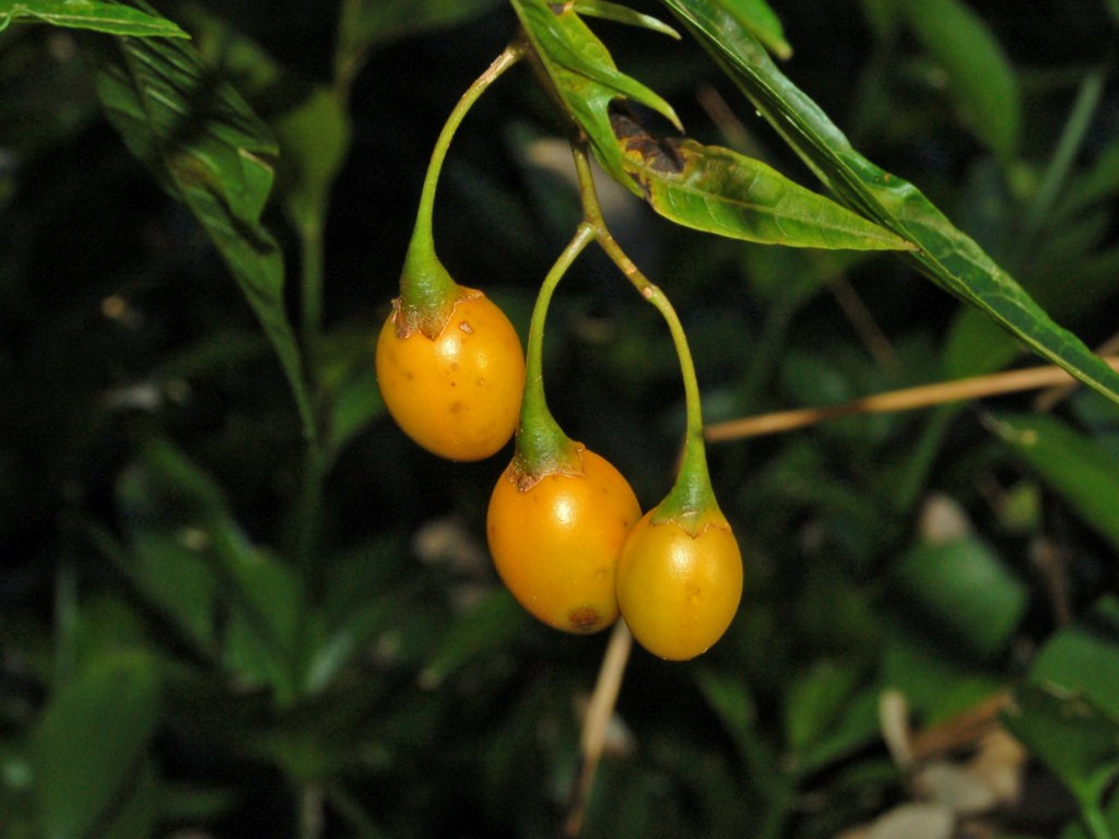 Solanum aviculare / Poroporo